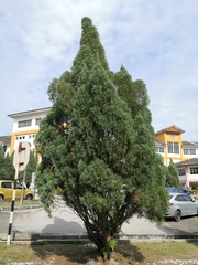Juniperus chinensis