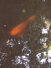 Cyprinus rubrofuscus