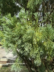 Juniperus chinensis