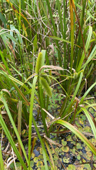 Carex comosa