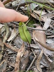 Cryptostylis subulata