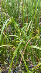 Carex comosa