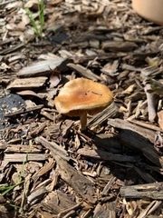 Pholiota spumosa
