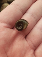 Planorbella trivolvis