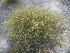 Logania linifolia