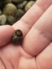 Planorbella trivolvis