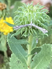 Amblyptilia pica