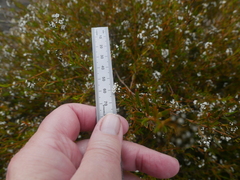 Logania linifolia