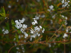 Logania linifolia