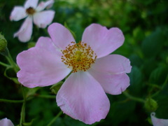 Rosa setigera