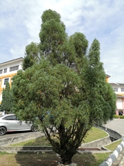 Juniperus chinensis