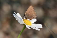 Satyrium saepium