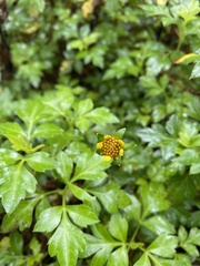 Bidens ostruthioides