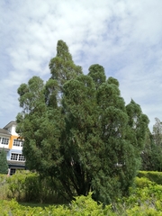 Juniperus chinensis