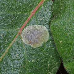 Cameraria guttifinitella