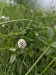 Gomphrena celosioides