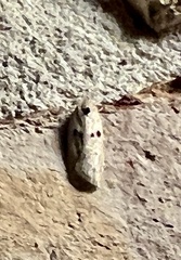 Scythropiodes issikii