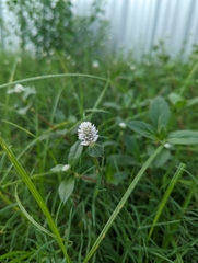 Gomphrena celosioides