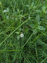 Gomphrena celosioides