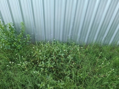 Gomphrena celosioides