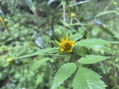 Bidens vulgata