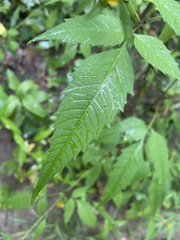 Bidens vulgata