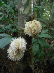 Carpotroche longifolia