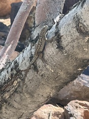 Sceloporus