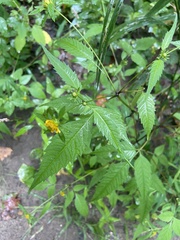 Bidens vulgata