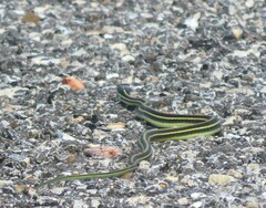 Thamnophis proximus orarius