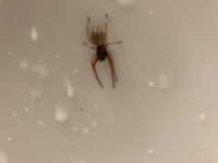 Trachelas tranquillus