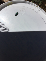 Chrysobothris cyanella