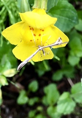 Gillmeria pallidactyla