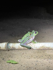 Agalychnis callidryas
