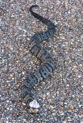Agkistrodon piscivorus