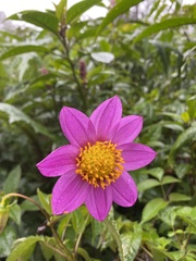 Dahlia australis