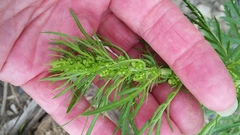 Artemisia biennis