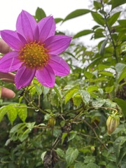 Dahlia australis