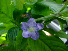 Ruellia strepens