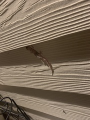 Hemidactylus turcicus