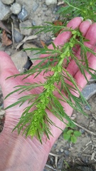 Artemisia biennis