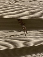 Hemidactylus turcicus