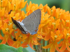 Satyrium calanus