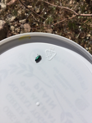 Chrysobothris cyanella