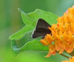 Satyrium calanus