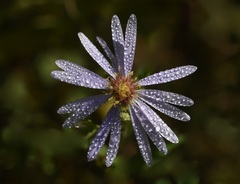 Symphyotrichum ciliolatum