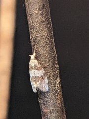 Aethes argentilimitana