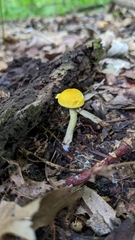Cortinarius lewisii