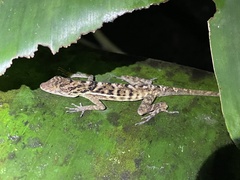 Anolis osa