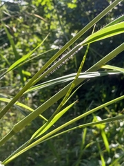 Rottboellia cochinchinensis